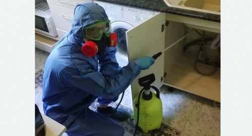 Уничтожение муравьев в квартире. Любань