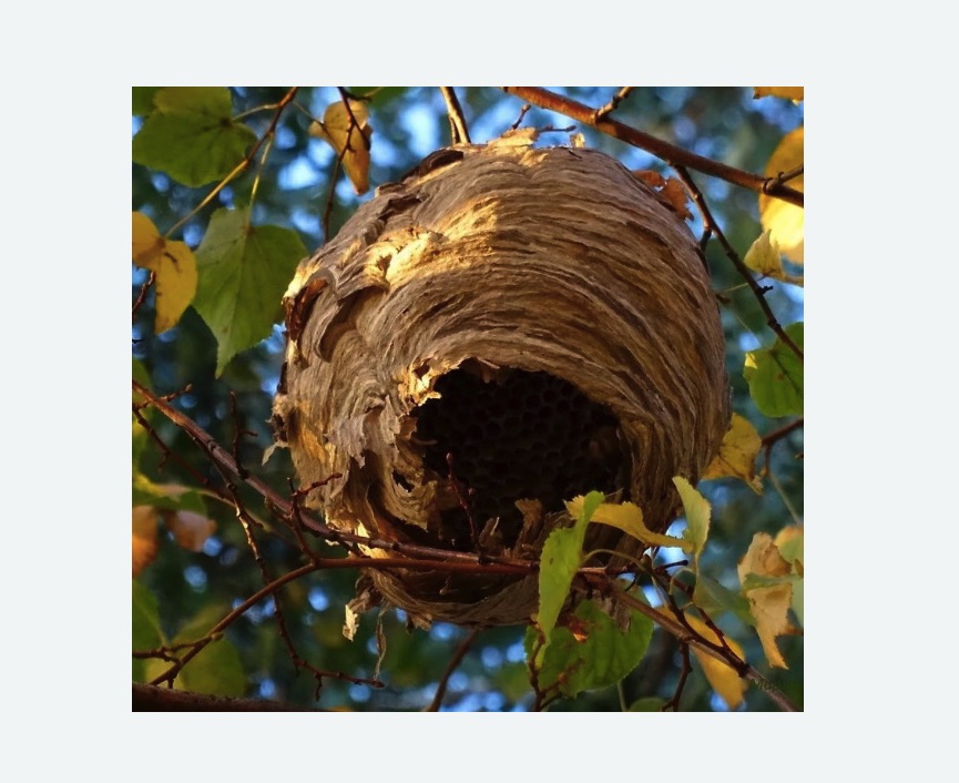 Обработка от шершней в Любани