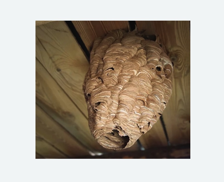 обработка от шершней в Любани