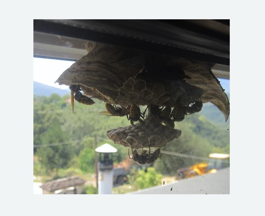 Уничтожение гнёзд шершней в Любани