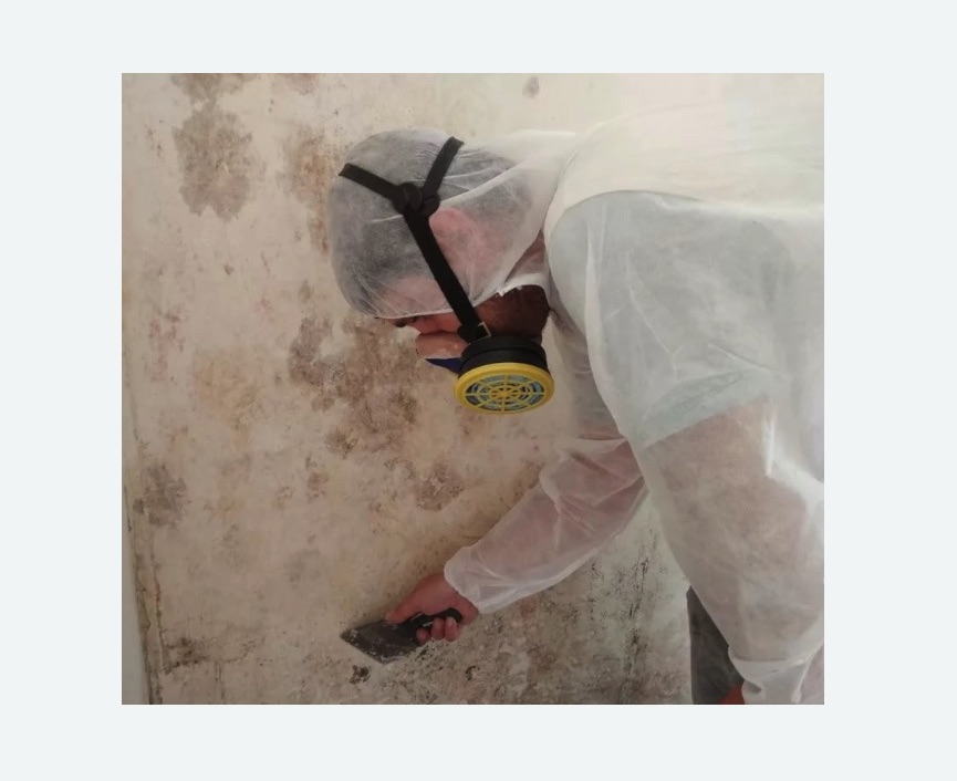 Обработка стен от плесени Обработка стен от плесени в Любани
