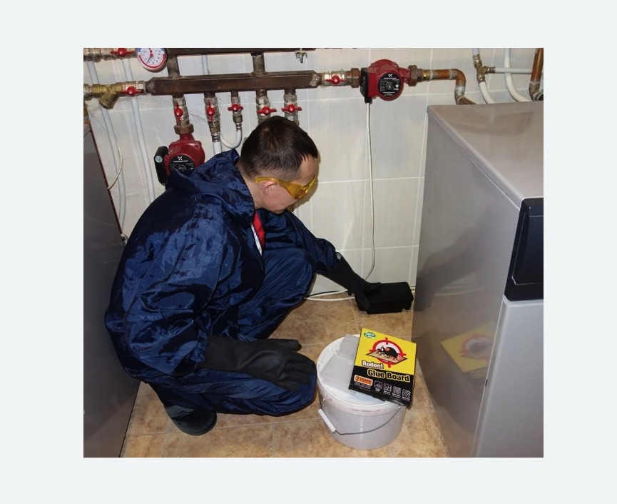 Уничтожение крыс в Любани