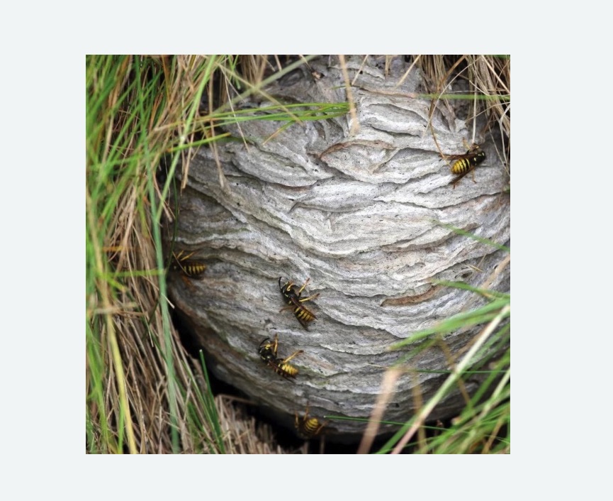 Уничтожение ос и ульев в Любани